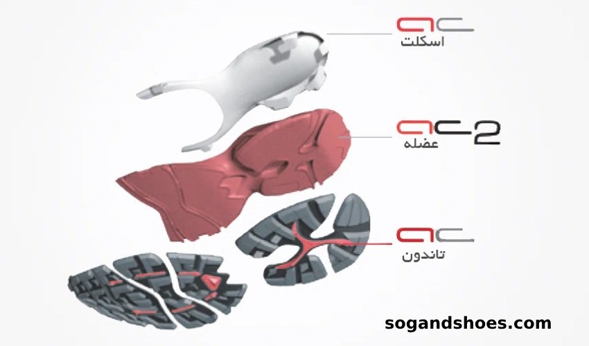 بررسی انواع زیره میانی در کتونی